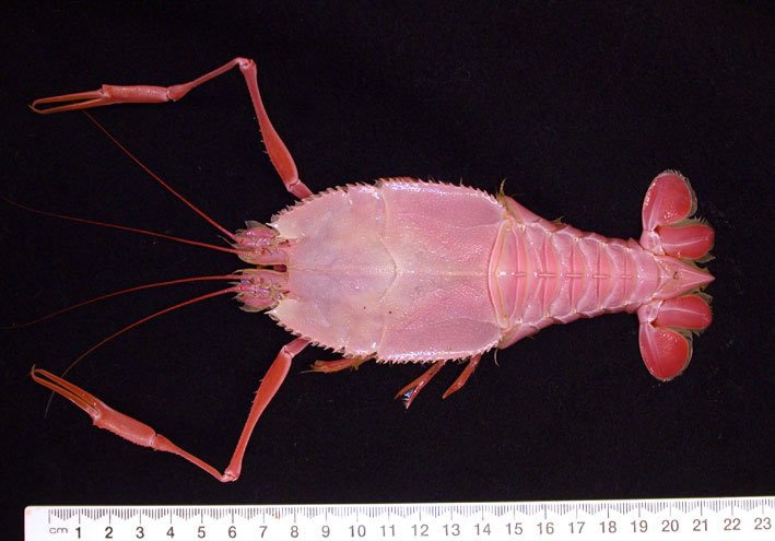 BlindlobsterKGH.jpg